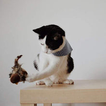 Ladda upp bild till gallerivisning, Beröring och ljud kattleksak