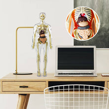 Ladda upp bild till gallerivisning, đ©»3D mĂ€nsklig kropp torso modell för barn anatomi modell skelett