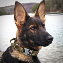 Ladda upp bild till gallerivisning, Hundhalsband med handtag