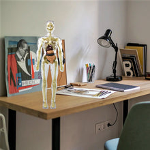 Ladda upp bild till gallerivisning, đ©»3D mĂ€nsklig kropp torso modell för barn anatomi modell skelett