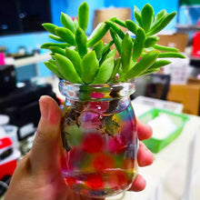 Ladda upp bild till gallerivisning, Crystal Water Bead