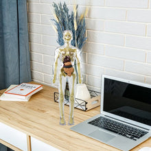 Ladda upp bild till gallerivisning, đ©»3D mĂ€nsklig kropp torso modell för barn anatomi modell skelett