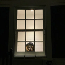 Ladda upp bild till gallerivisning, Skrämmande Peeper Creeper

